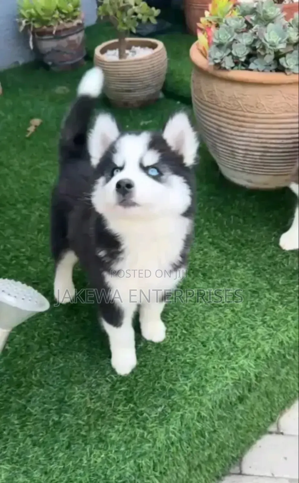 1-3 months Male Purebred Siberian Husky