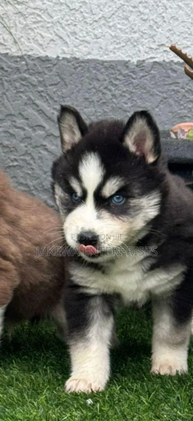 1-3 months Male Purebred Siberian Husky