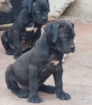 1-3 months Female Purebred Boerboel
