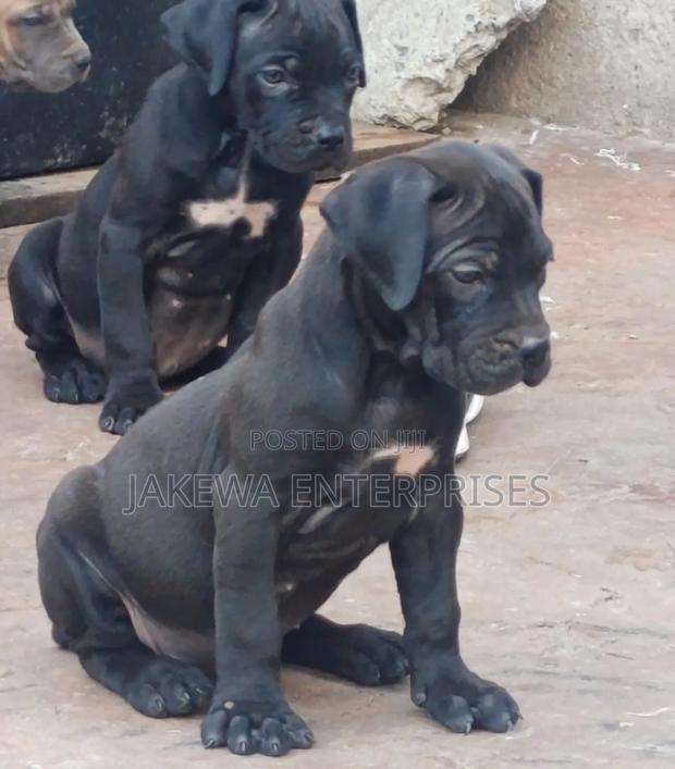 1-3 months Female Purebred Boerboel
