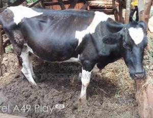 Dairy Cow 10litres Per Day - main view