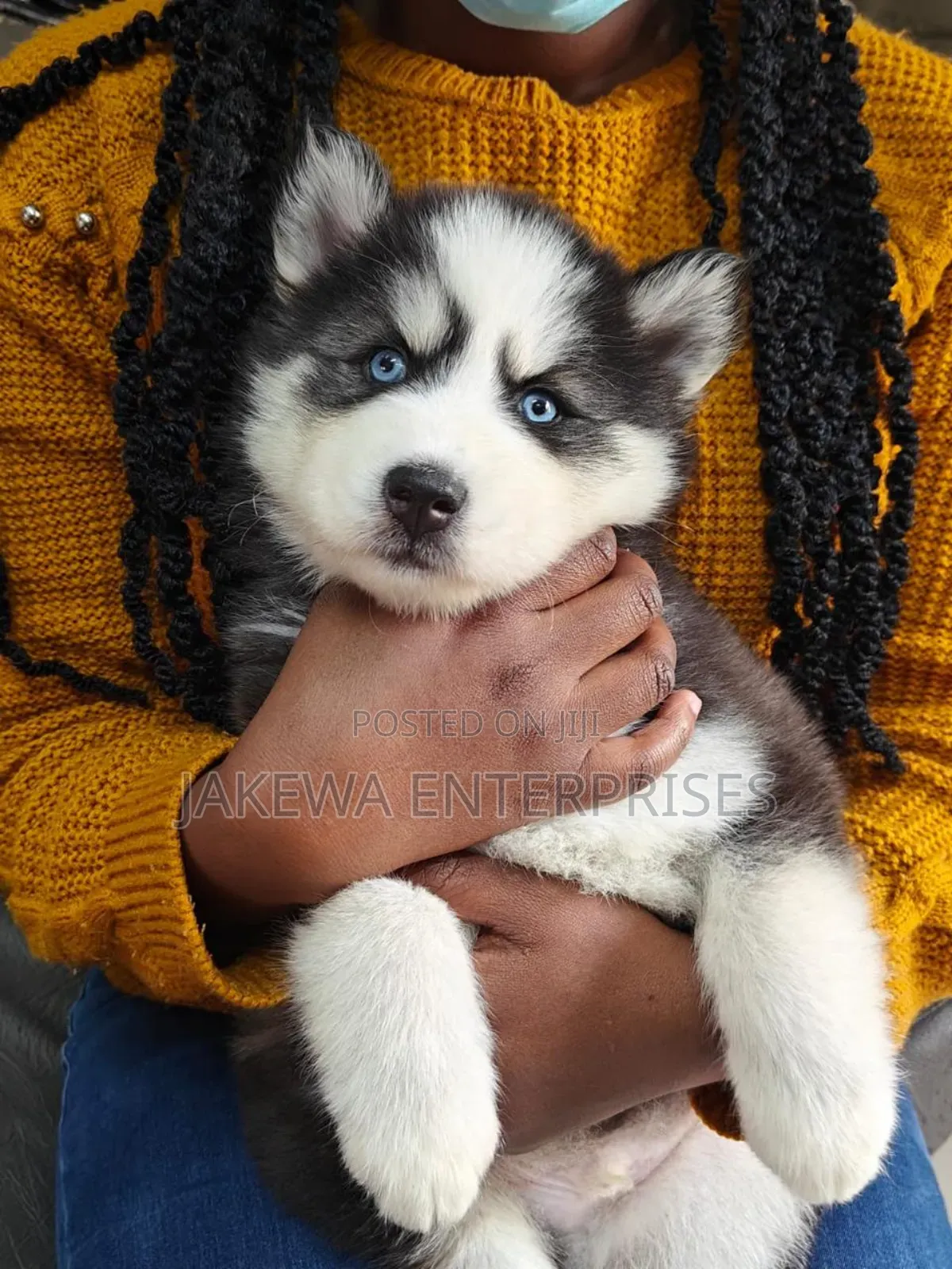 1-3 months Male Purebred Siberian Husky