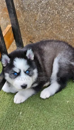 1-3 months Female Purebred Siberian Husky