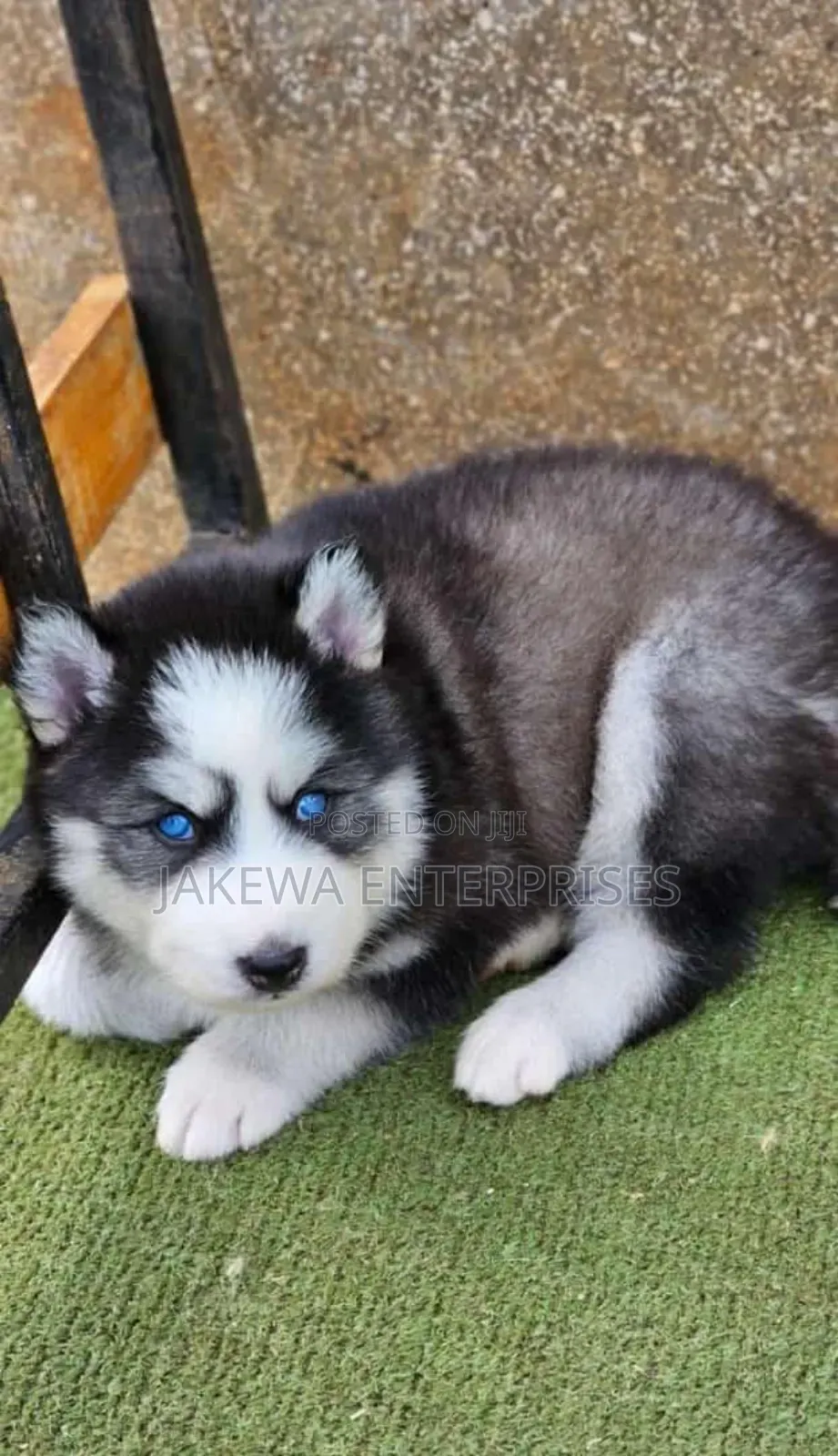 1-3 months Female Purebred Siberian Husky