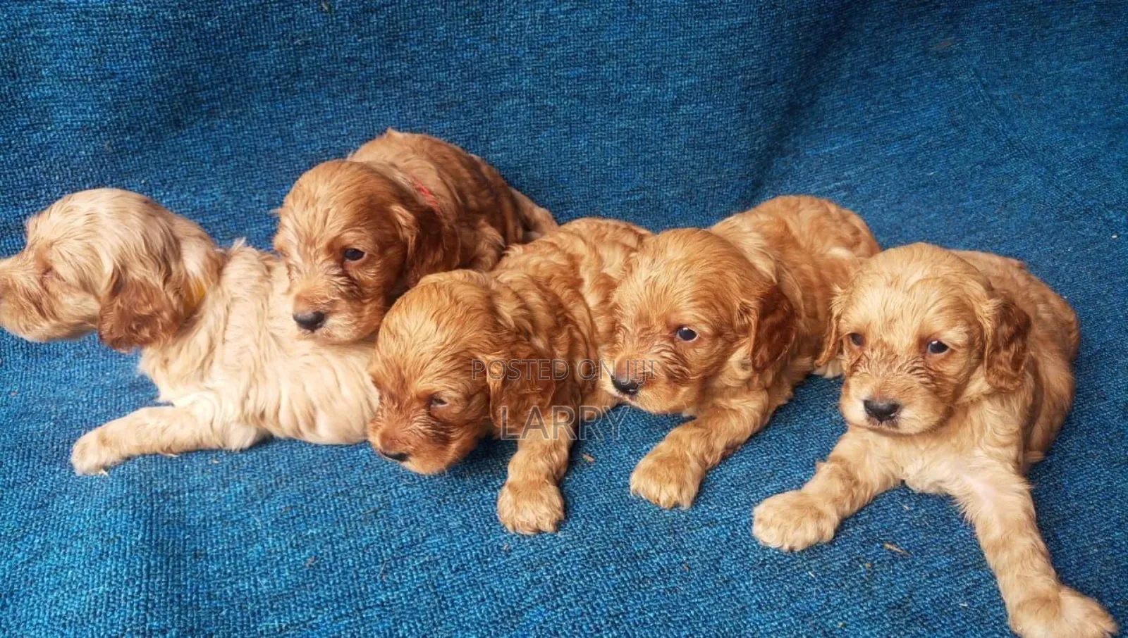 1-3 months Male Purebred Cocker Spaniel