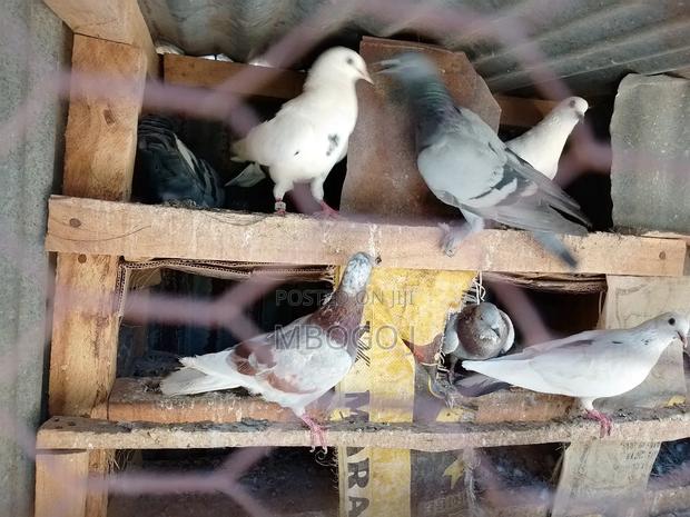 Doves for Breeding - main view