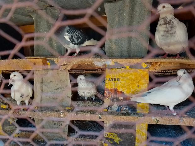 Doves for Breeding - thumbnail 3