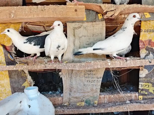 Doves for Breeding - thumbnail 4