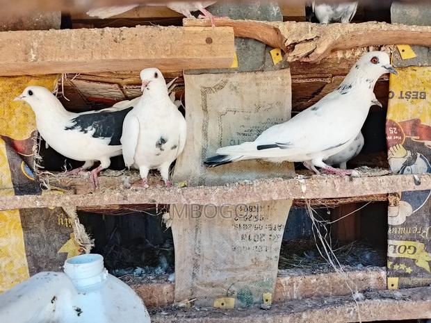 Doves for Breeding - thumbnail 5