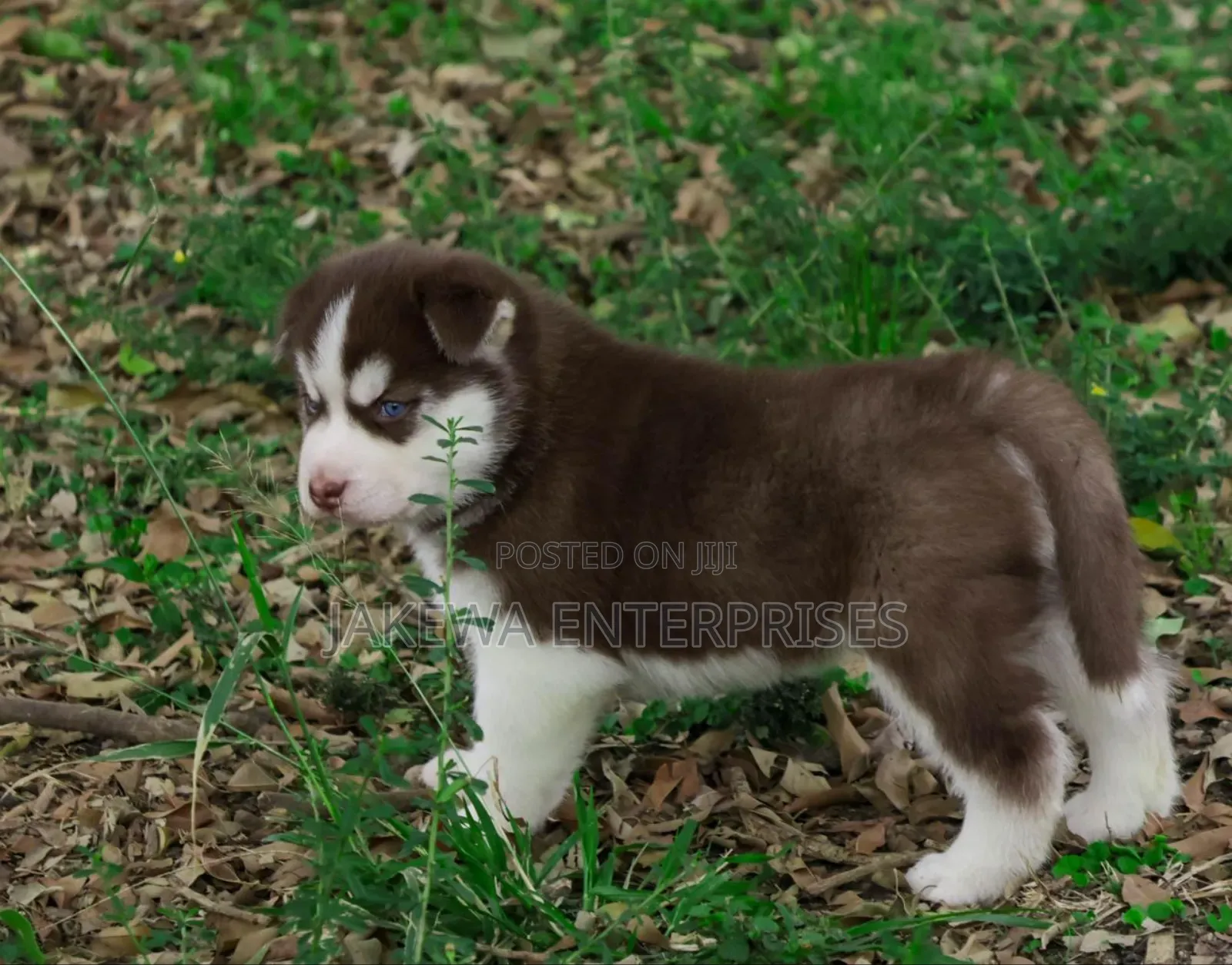 1-3 months Male Purebred Siberian Husky