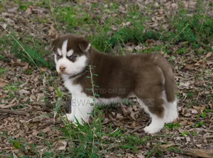 1-3 months Male Purebred Siberian Husky