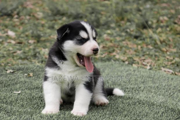 1-3 months Female Purebred Siberian Husky