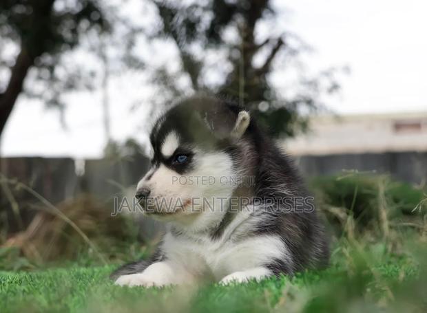 1-3 months Female Purebred Siberian Husky - thumbnail 2