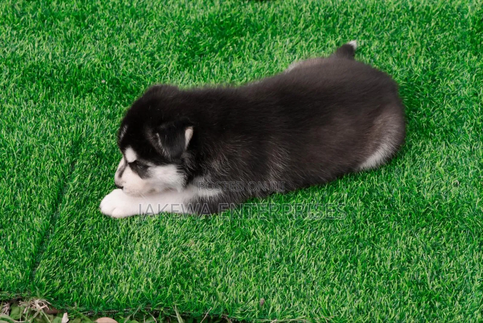 1-3 months Male Purebred Siberian Husky