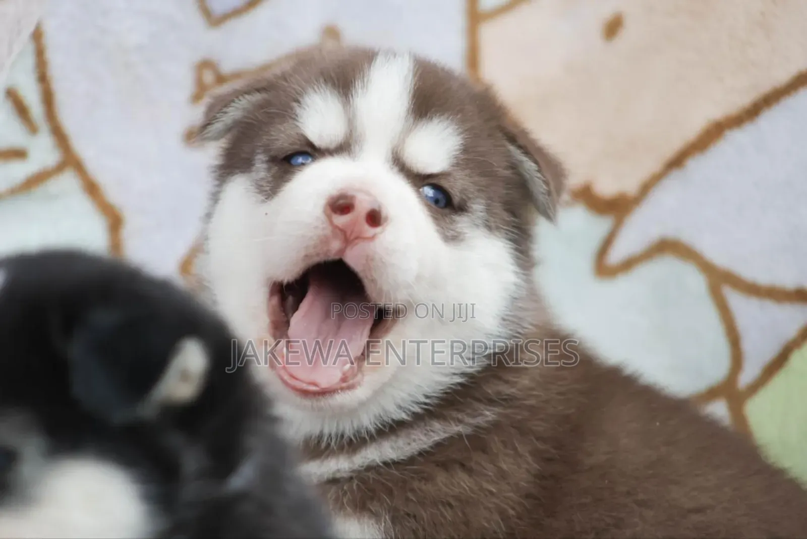 1-3 months Female Purebred Siberian Husky