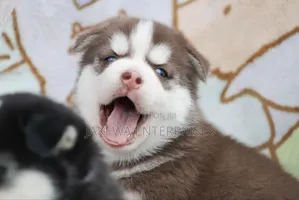 1-3 months Female Purebred Siberian Husky