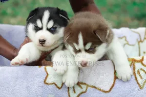 1-3 months Male Purebred Siberian Husky