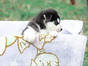 1-3 months Female Purebred Siberian Husky