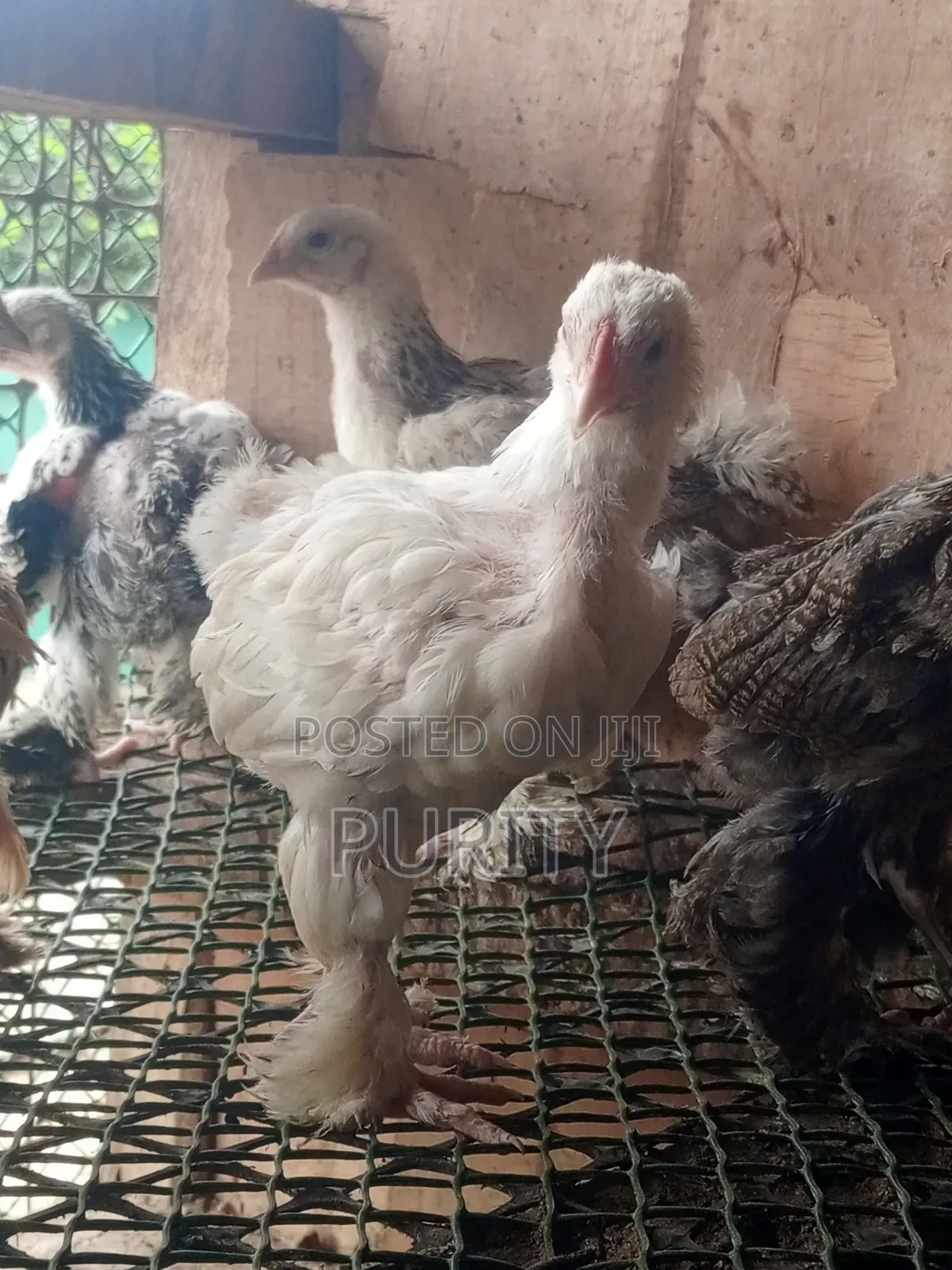 Brahama Chicks