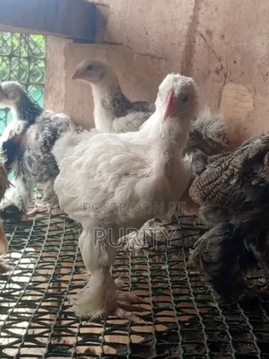 Brahama Chicks