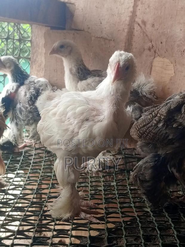 Brahama Chicks - main view