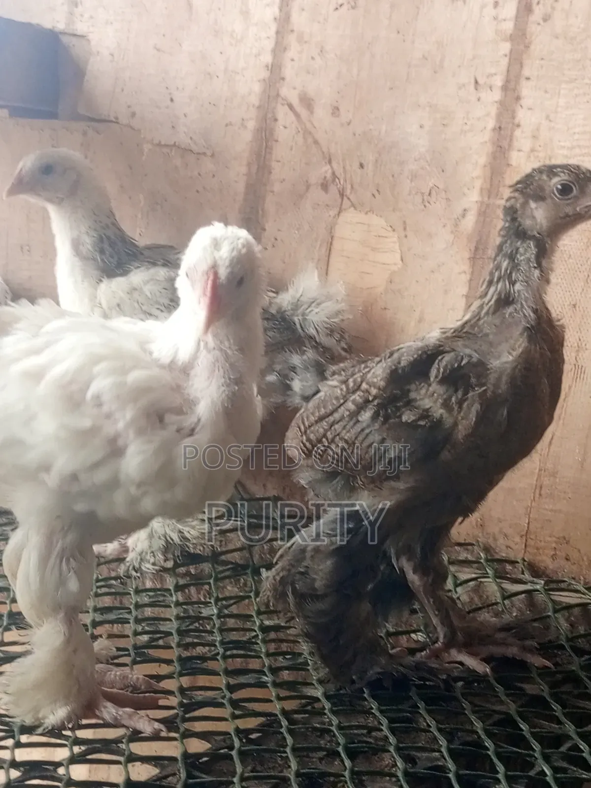 Brahama Chicks
