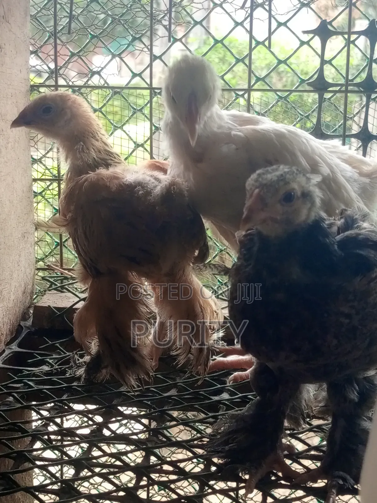 Brahama Chicks