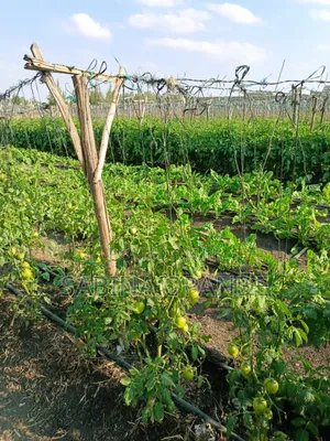 Plots for Sale in Kitengela Kajiado