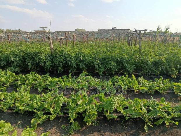 Plots for Sale in Kitengela Kajiado - thumbnail 2