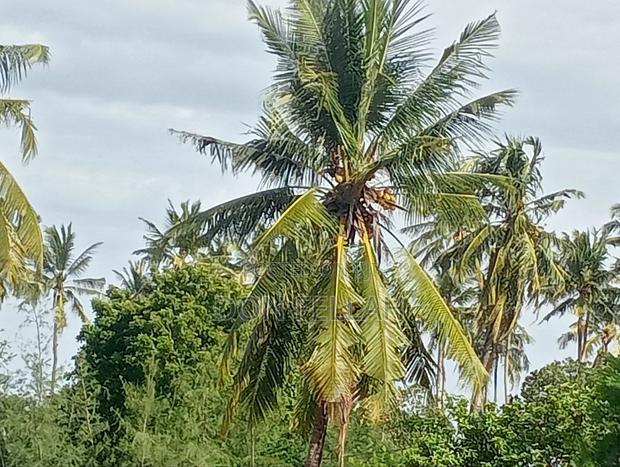 Mtondia Plots for Sale. - thumbnail 5