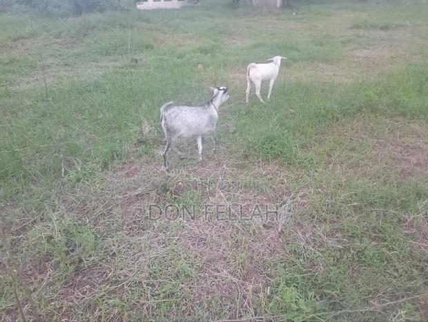 Mtondia Plots for Sale. - thumbnail 6