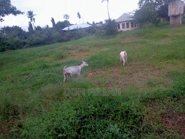 Mtondia Plots for Sale. - main view