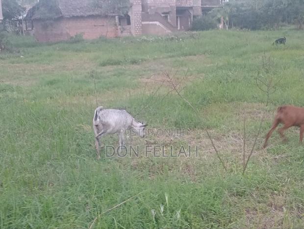 Mtondia Plots for Sale. - thumbnail 7