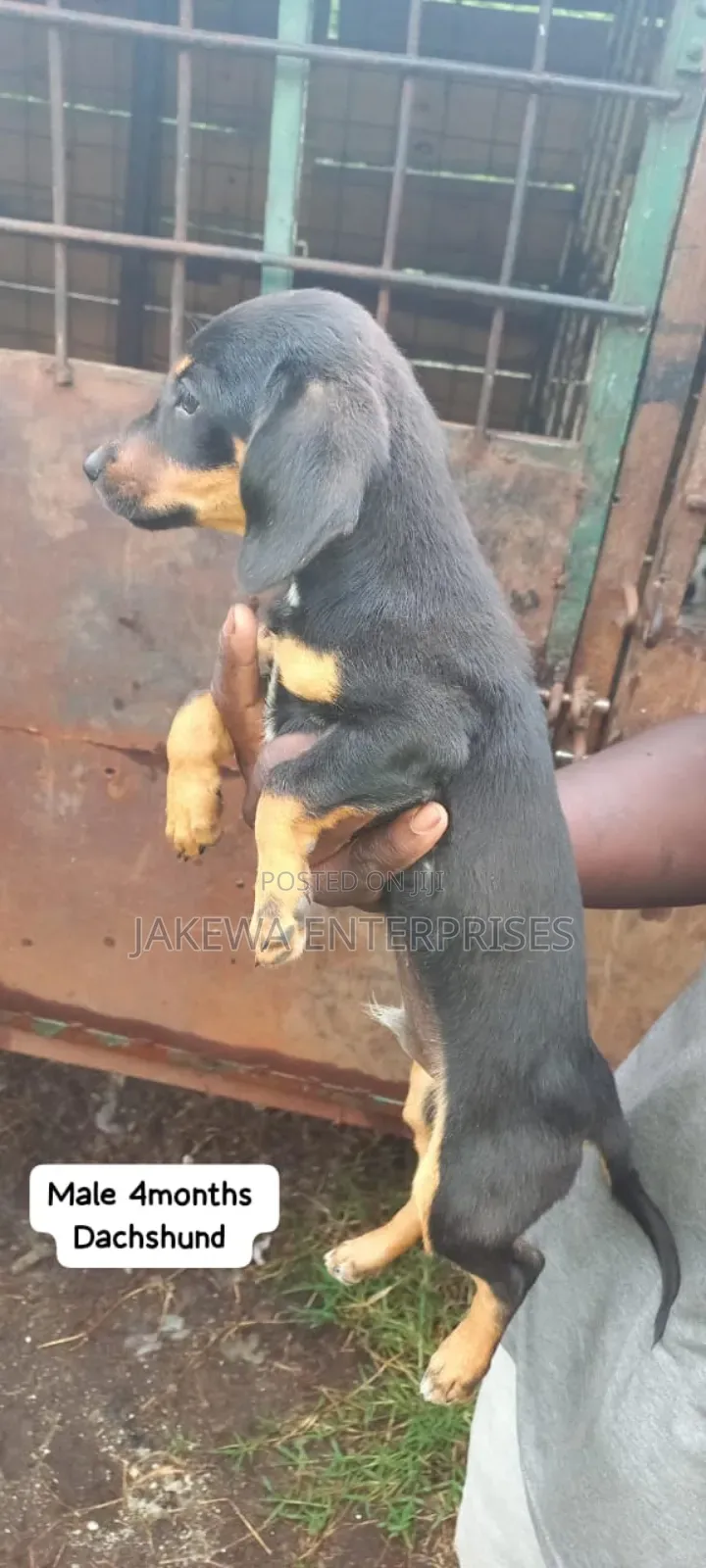 1-3 months Male Purebred Dachshund