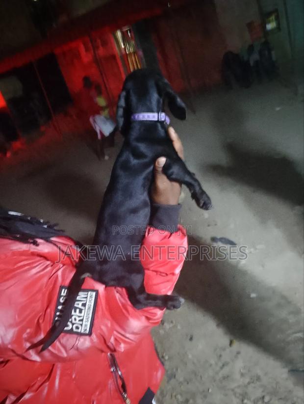 1-3 months Female Purebred Dachshund - thumbnail 3