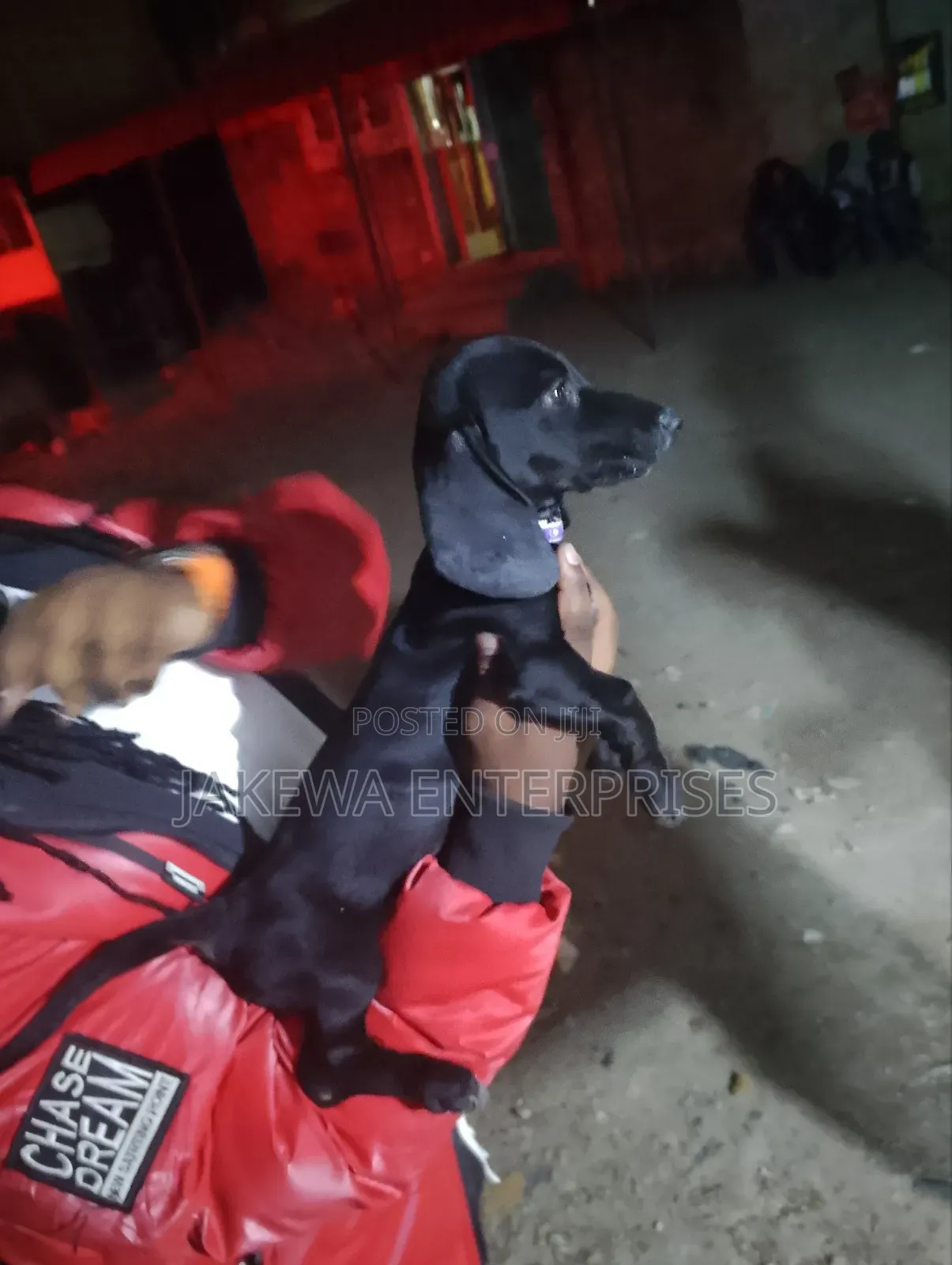 1-3 months Female Purebred Dachshund