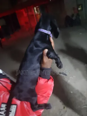1-3 months Female Purebred Dachshund