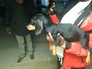 1-3 months Male Purebred Dachshund