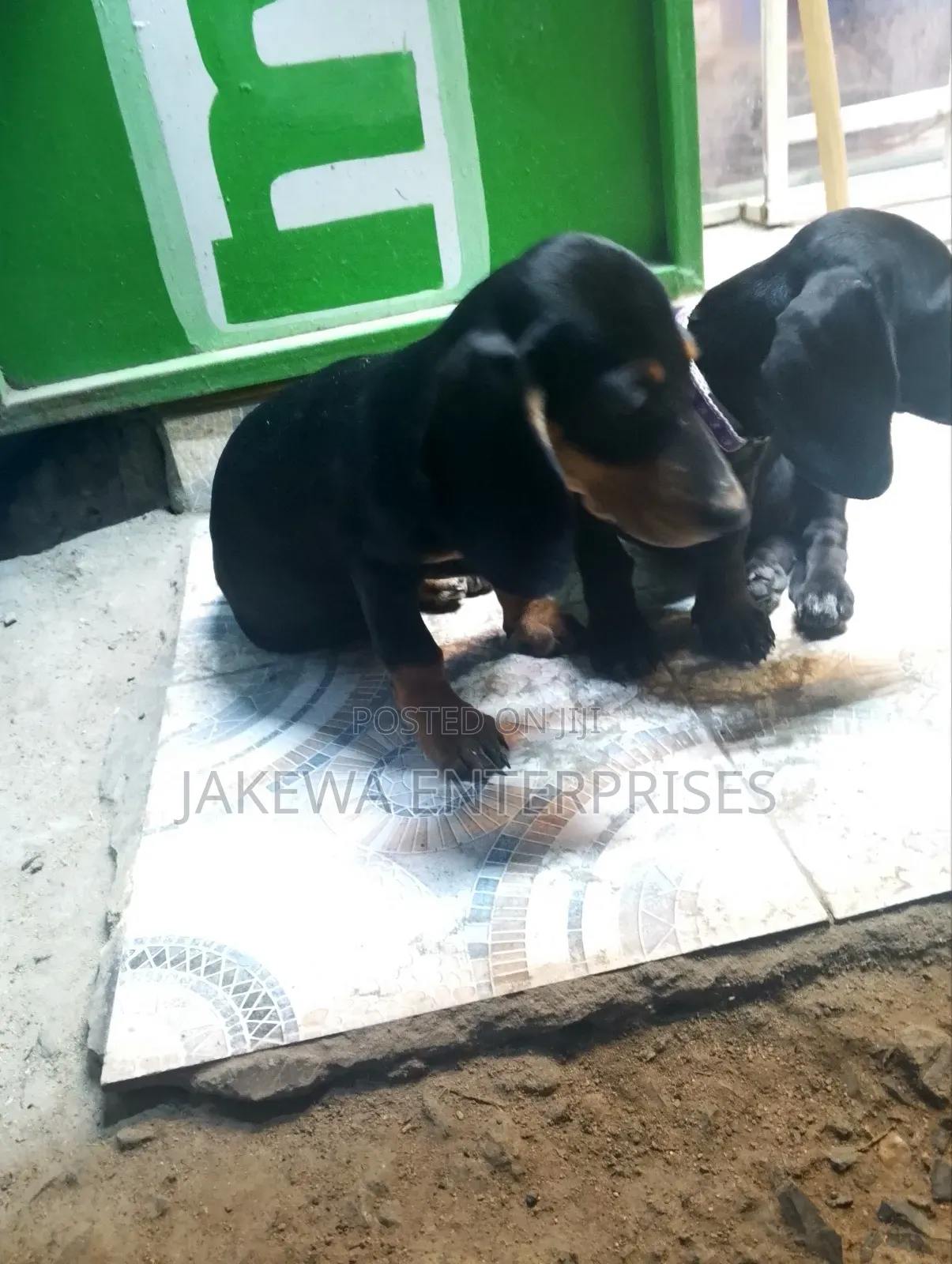 1-3 months Male Purebred Dachshund
