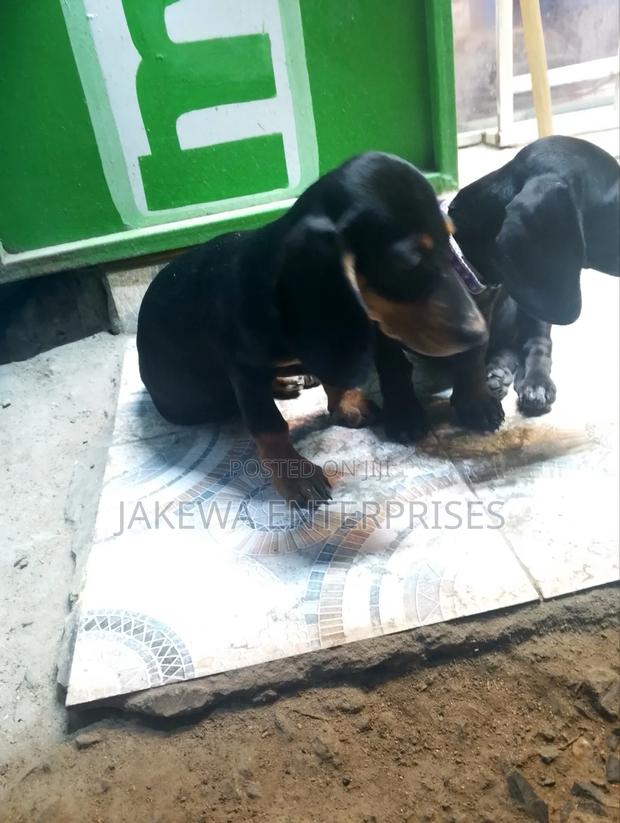 1-3 months Male Purebred Dachshund