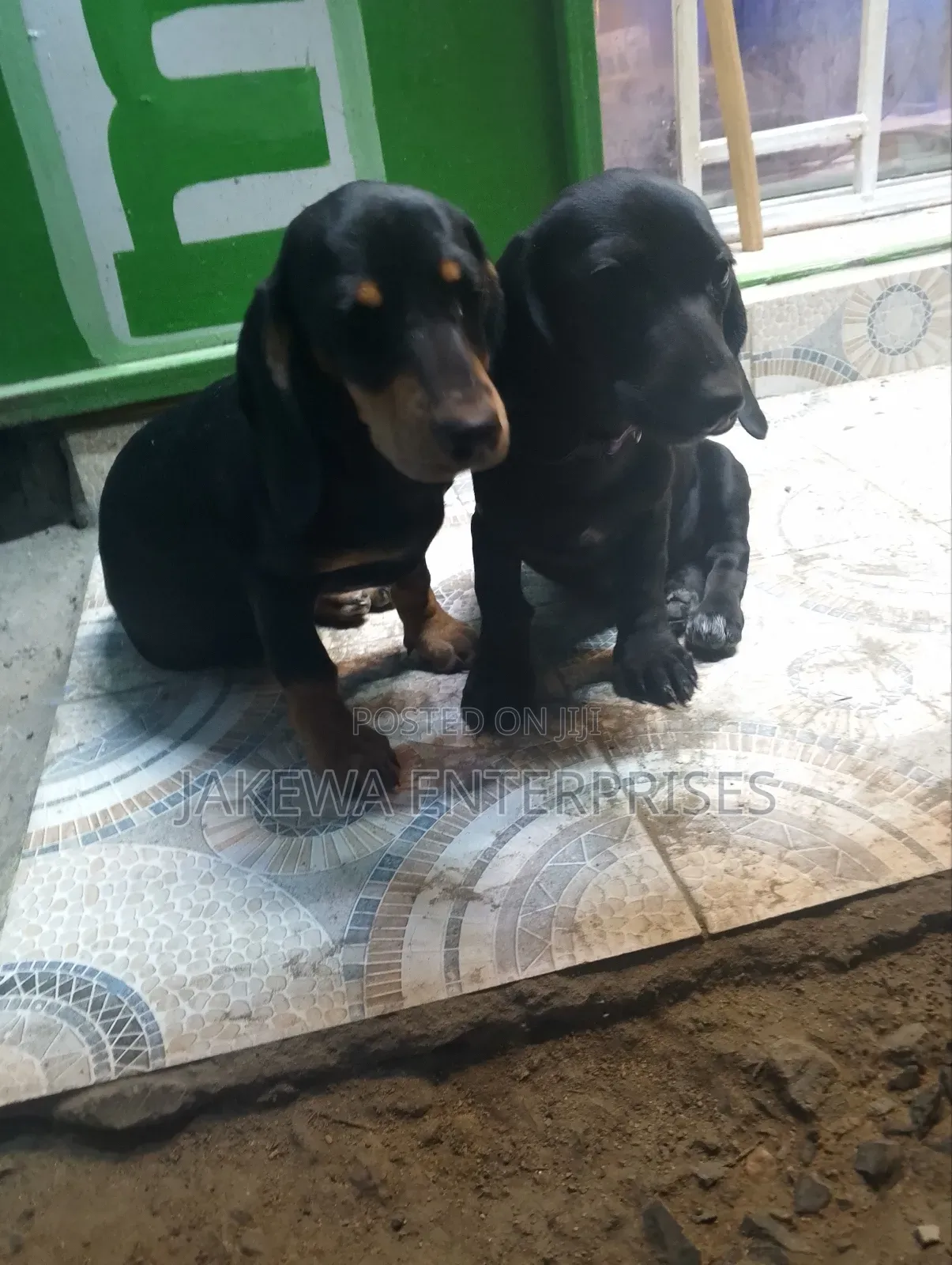 1-3 months Male Purebred Dachshund