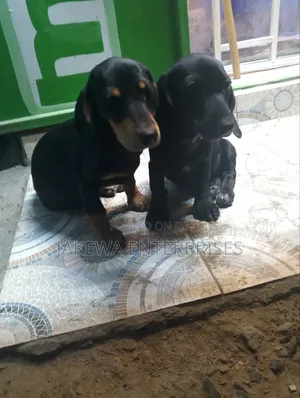 1-3 months Male Purebred Dachshund