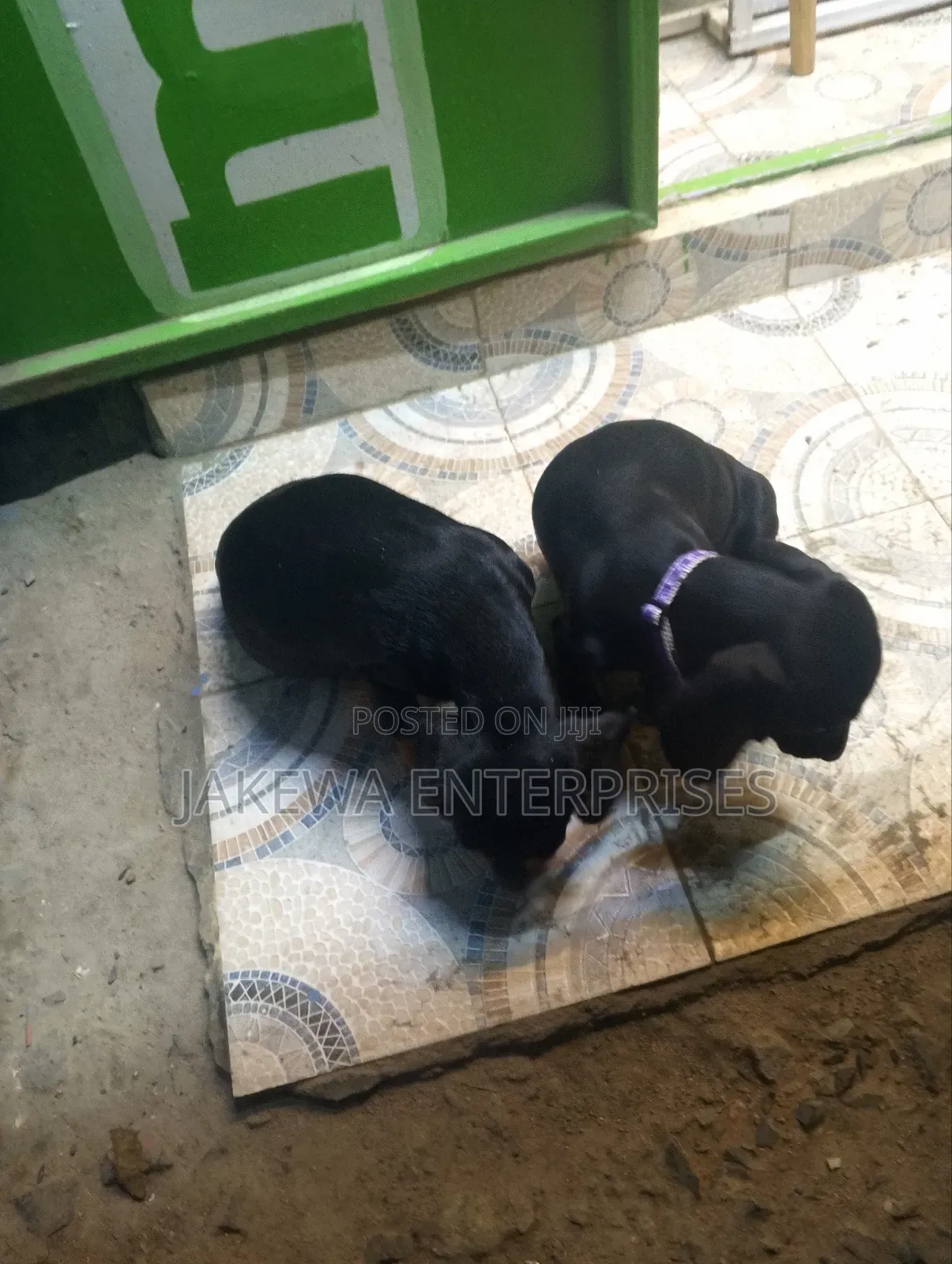 1-3 months Male Purebred Dachshund