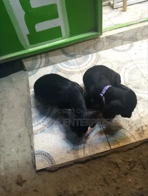 1-3 months Male Purebred Dachshund