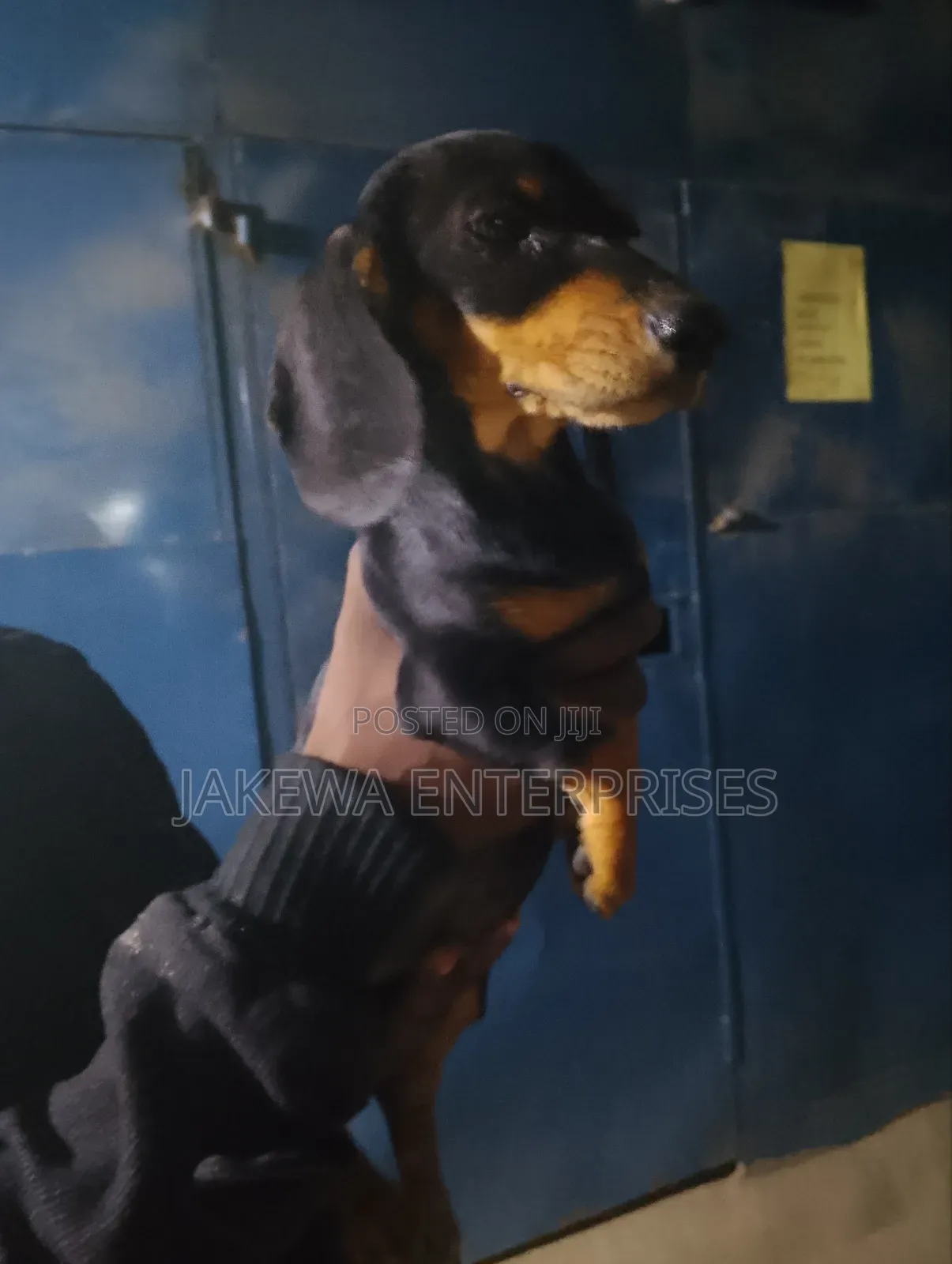 1-3 months Male Purebred Dachshund