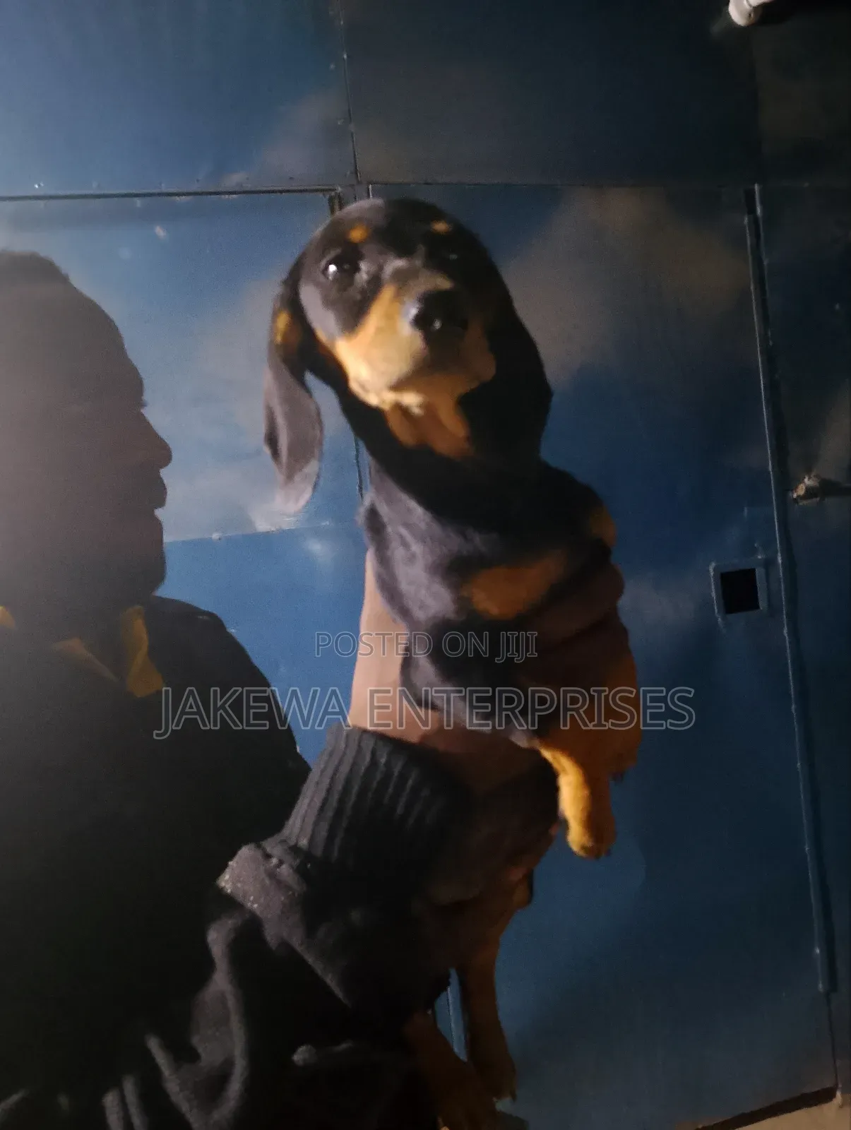 1-3 months Male Purebred Dachshund