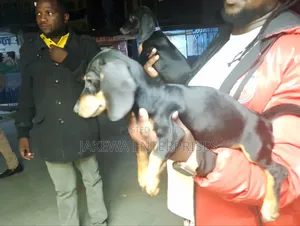 1-3 months Female Purebred Dachshund
