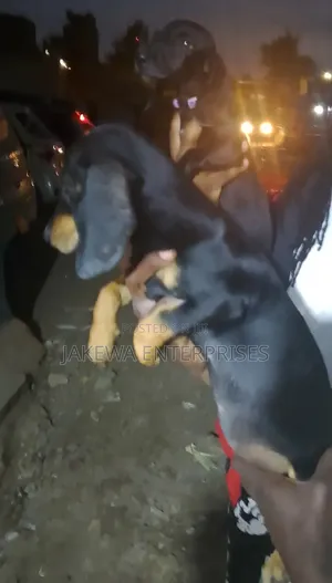 1-3 months Male Purebred Dachshund