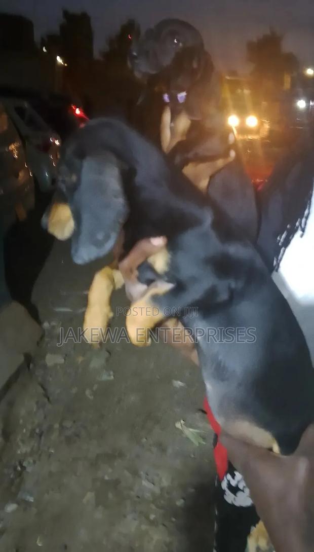 1-3 months Male Purebred Dachshund - thumbnail 2