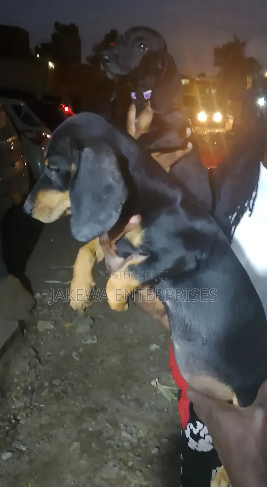 1-3 months Male Purebred Dachshund